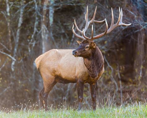 Smoky Mountain Elk Ii North Carolinas Cataloochee Valley Wildlife