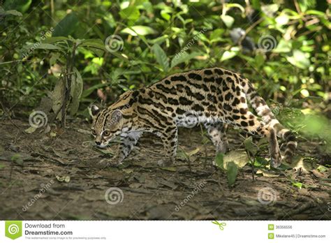Margay Or Tiger Cat Or Little Tiger Leopardus Wiedii