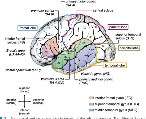 Pdf The Brain Basis Of Language Processing From Structure To