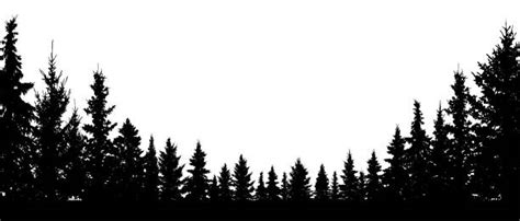scotch pine illustrations royalty  vector graphics clip art istock