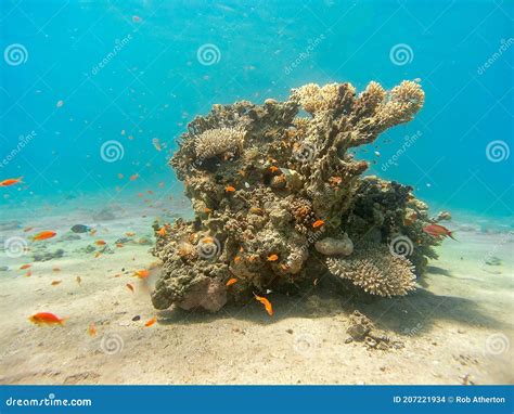 Coral Reefs In The Red Sea Stock Photo Image Of Marsa 207221934