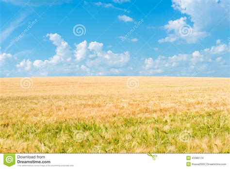 Wheat Field Illuminated By Rays Stock Photo Image Of Gold