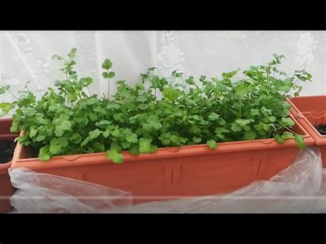 How to harvest cilantro from your garden. How to harvest cilantro/Coriander| Indoor Garden - YouTube