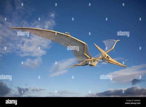Pteranodon Skeletal Structure Illustration These Flying Reptiles Lived During The Late