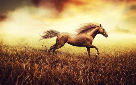 Free Download 60 Most Beautiful Horse Wallpapers Download At