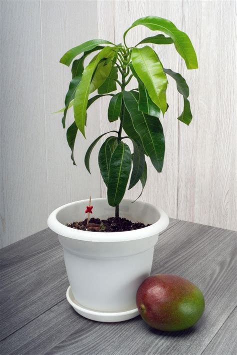Easy Ways To Grow Mango Trees In Containers In 2023
