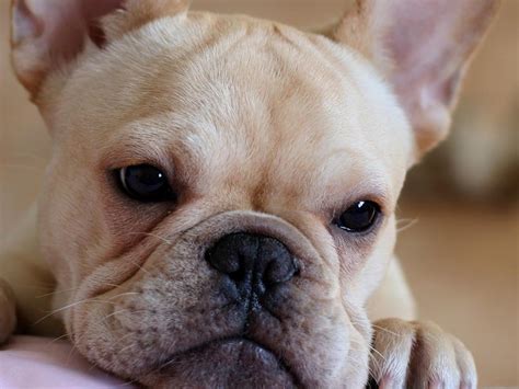 French Bulldog Puppies Wallpapers And Pics Pets Cute And Docile