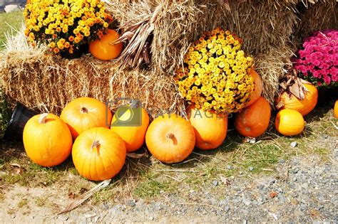 Fall Harvest Scene By Northwoodsphoto Vectors And Illustrations Free