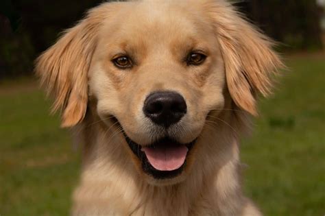 Male Vs Female Golden Retriever 10 Differences To Help You Choose