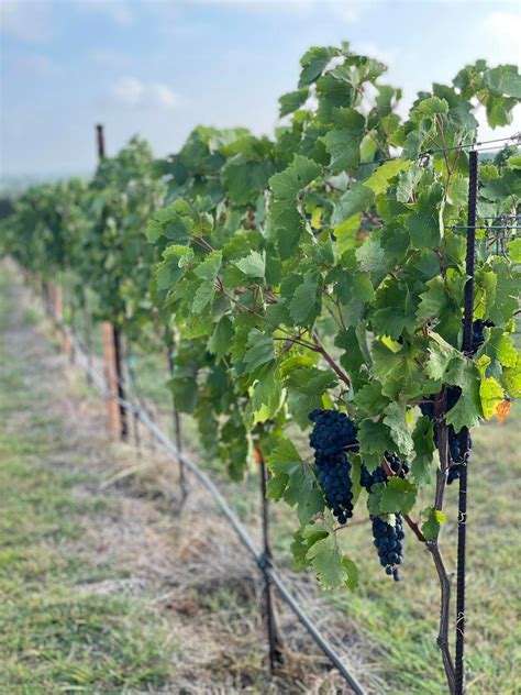 Diamond Vineyards - Wine, Farm to Table