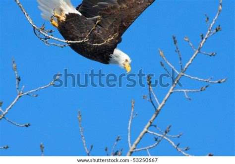Image American Bald Eagle Flight Stock Photo 53250667 Shutterstock