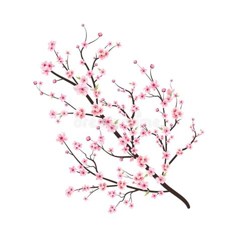 Cherry Blossom Branch With Sakura Flower Pink Sakura Flower Background