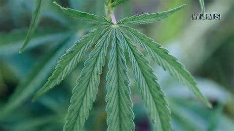 What Is Cannabis Ruderalis Woms