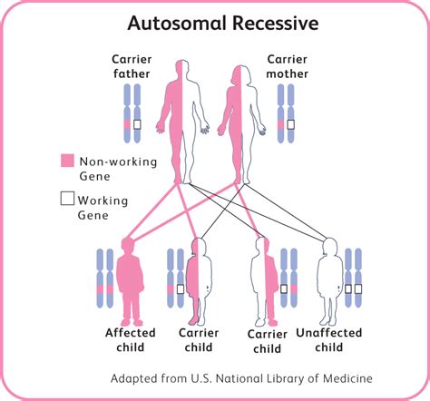 Sma Can Only Occur If Both Parents Carry The Specific Gene It Is Done