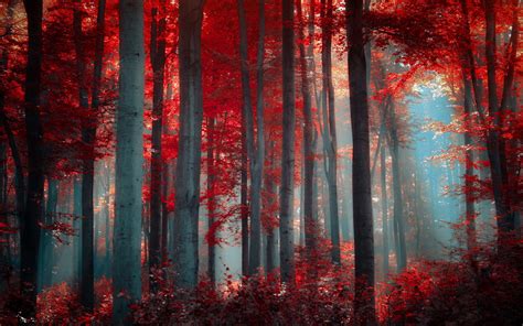 Enchanted Forest Background 60 Images