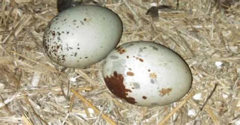 Black Vulture Eggs At Cincinnati Nature Center Nature Center