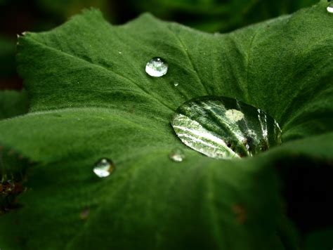 Water Drops On Leaf Because I Like The Picture Water Drop On Leaf