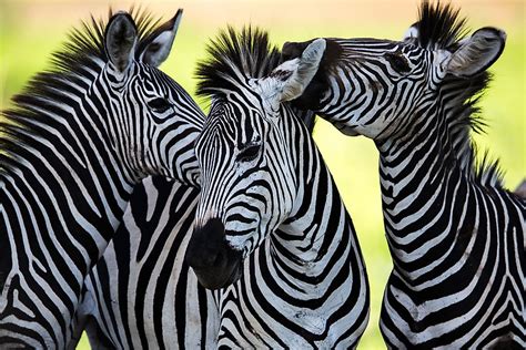 Black And White Stripes Zebra