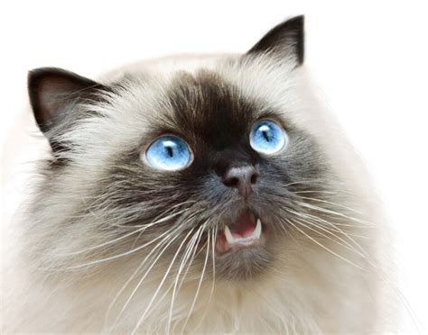Himalayan Cat Care Guide And Price Petsoid