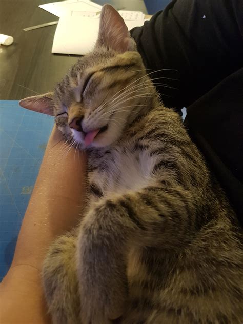 Tigers First Blep Rblep