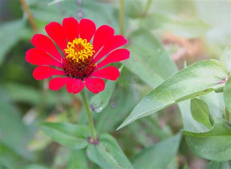 Red Zinnia Flower Blooming On A Tree In The Garden Stock Photo Image