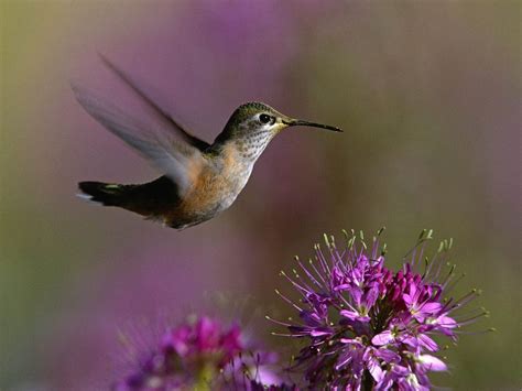 Find the best and most beautiful flower wallpapers and images! Hummingbird Wallpapers | HD Car Wallpapers