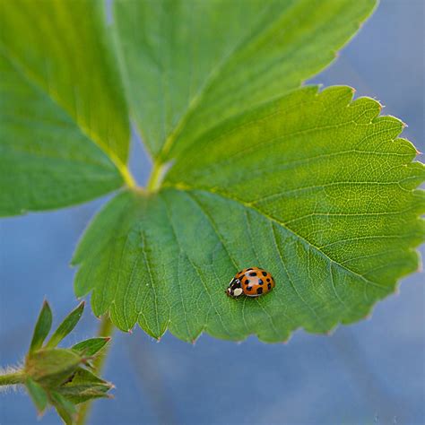 1600x1200 Wallpaper Close Up Photography Of Ladybug On Green Leaf Peakpx