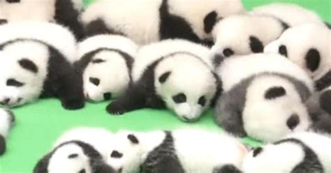 Adorable Baby Pandas Make Their Debut In China Cbs News