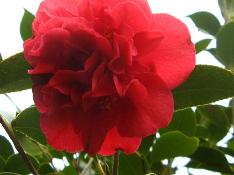 Common camellia, japanese camellia 'tom knudsen'. Floraisons du mois de Mai - Page 9