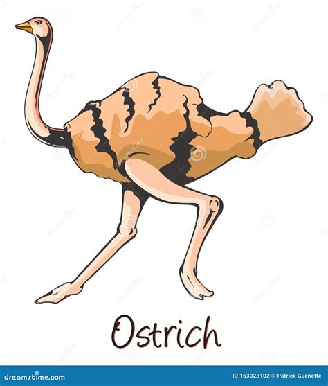 Ostrich Color Illustration Stock Vector Illustration Of Food Beak