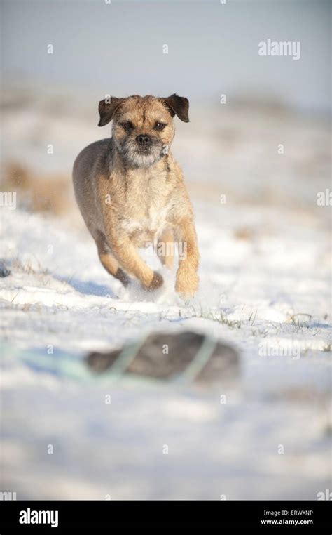 Blue Border Terrier Hi Res Stock Photography And Images Alamy