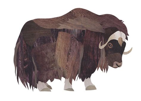 Collage Musk Ox Illustration By Wildlife Illustrator Jonathan Woodward