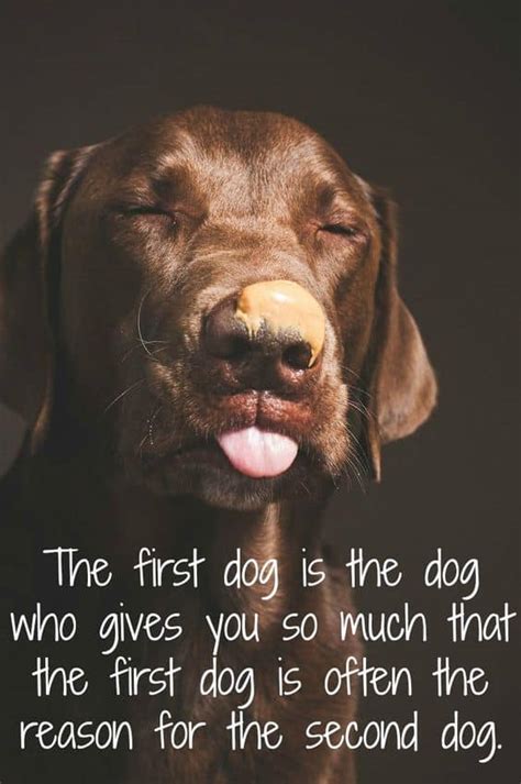 Why Do We Love Dogs Quotes