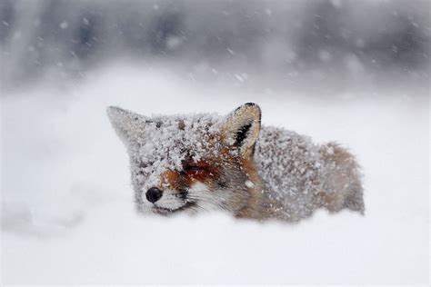 Cute Winter Animal Wallpapers Top Free Cute Winter