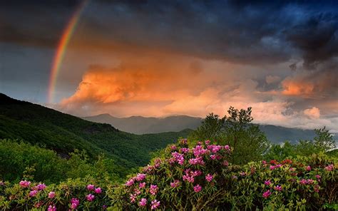 Earth Rainbow Cloud Flower Forest Mountain Sunset Hd Wallpaper
