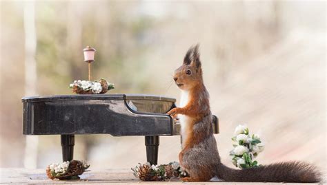 Squirrel Playing Piano Photograph By Geert Weggen Fine Art America
