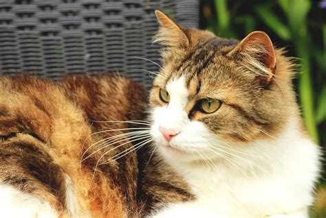 Calico Cat Breeds Youll Be Surprised To Know About