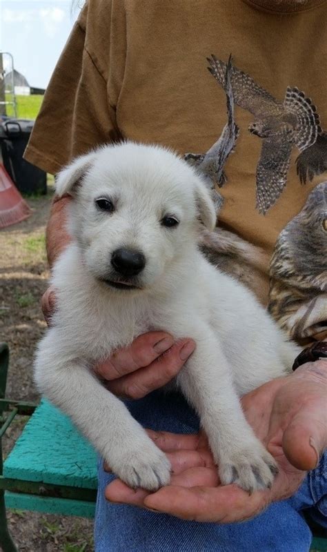 You will find german shepherd dog dogs and puppies for adoption in our kentucky listings. White Shepherd Puppies For Sale | Louisville, KY #292672