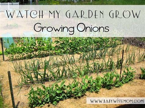 Growing Onions {Watch My Garden Grow Series} - Babywise Mom | Growing onions, Growing, Garden