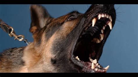 Angry Dog Bark And Growl Sound Effects Youtube Dog Barking Angry