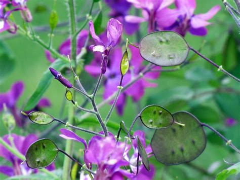 Plants With Interesting Seed Pods How To Use Attractive Seed Pods In