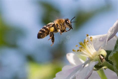 Honey Bee Pollination Process Stock Image Image Of Beauty Outdoor