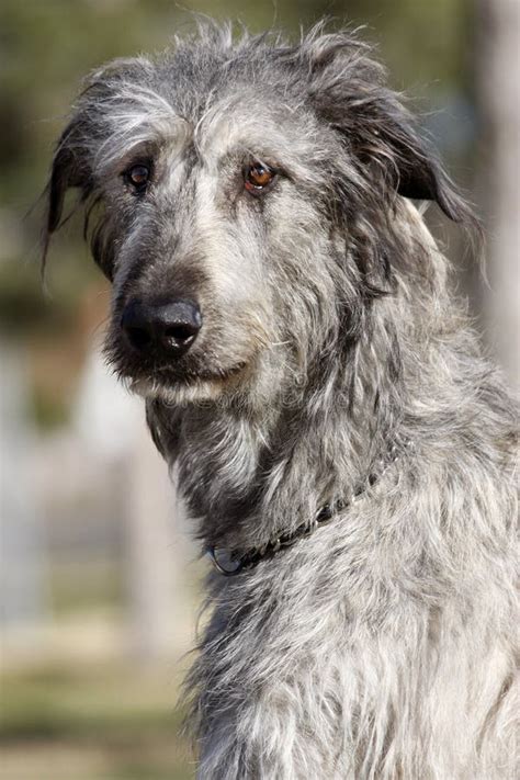 Irish Wolfhound Portrait Stock Photo Image Of Large 26726334