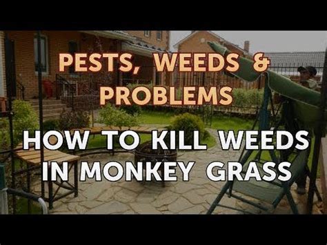 It's useful for so much more than killing weeds (although it does a mighty fine job of that, too). How to Kill Weeds in Monkey Grass - YouTube