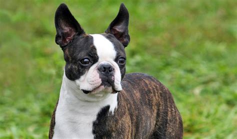 They are in our house on the living room rug. Boston Terrier Dog Breed Information