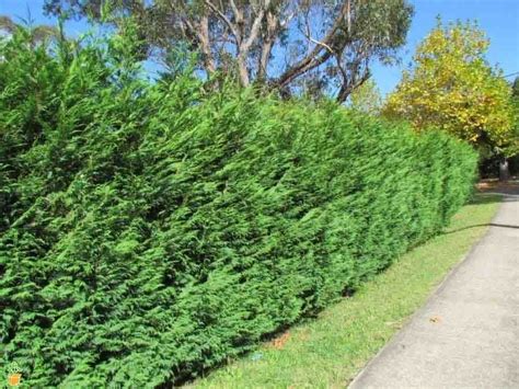 Leyland Cypress Trees Leyland Cypress Leyland Cypress Trees Privacy