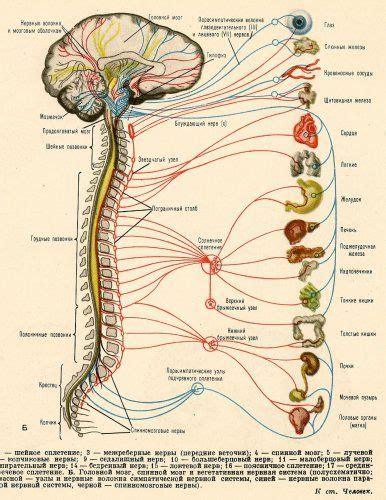 Brainstem anatomy diagram nervous system, brain, angle, text png. Scientific Illustration | moshita: nervous system ...