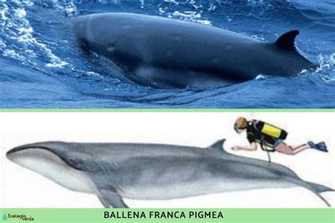15 Tipos De Ballenas Nombres Características Y Fotos