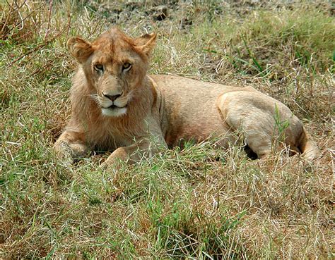 Fileyoung Lion Of The Serengeti Wikimedia Commons