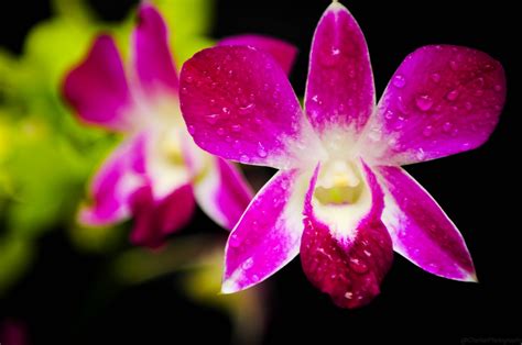 Gambar Jenis Orkid Rahsia Taman Secret Garden Ciri Fizikal Gambar Bunga